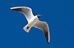 common black-headed gull