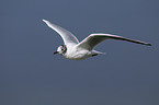 common black-headed gull