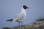 common black-headed gull