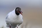 common black-headed gull