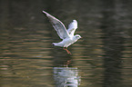 common black-headed gull