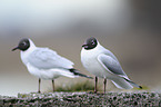 common black-headed gulls