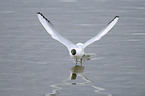 common black-headed gull