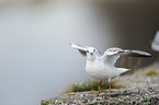 common black-headed gull