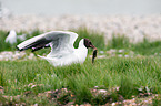 common black-headed gull