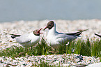 common black-headed gulls