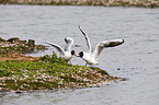 common black-headed gulls