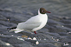 black-headed gull