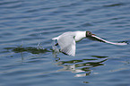 common black-headed gull