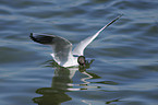 common black-headed gull