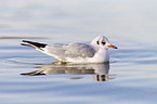 common black-headed gull