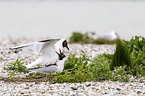 common black-headed gulls