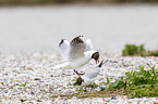 common black-headed gulls