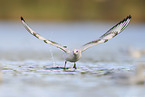 common black-headed gull