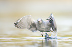 common black-headed gull