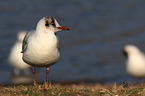 black-headed gull