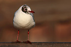 black-headed gull