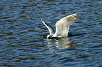 common black-headed gull