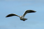 common black-headed gull