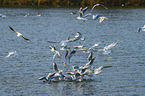 common black-headed gulls