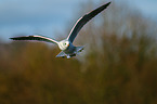 common black-headed gull