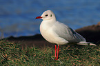 common black-headed gull