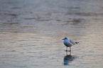 common black-headed gull