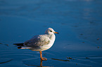 common black-headed gull