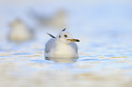 common black-headed gull