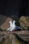 black-headed gulls