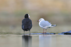 black-headed gull and eurasian black coot