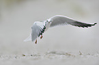 black-headed gull