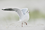 black-headed gull