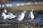 common black-headed gulls