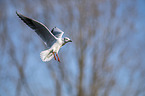 common black-headed gull