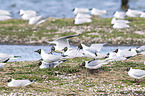 common black-headed gulls