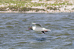 common black-headed gull