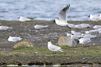 common black-headed gulls