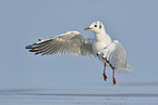 common black-headed gull