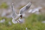 common black-headed gull