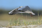 flying Black-headed Gull