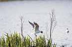 Black-headed Gulls