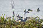 Black-headed Gulls