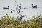 Black-headed Gulls