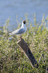 standing Black-headed Gull