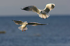 flying Black-headed Gulls