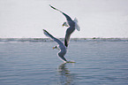 flying Black-headed Gulls