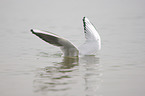 Black-headed Gull in the water