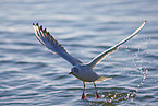 flying Black-headed Gull