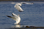 flying Black-headed Gulls